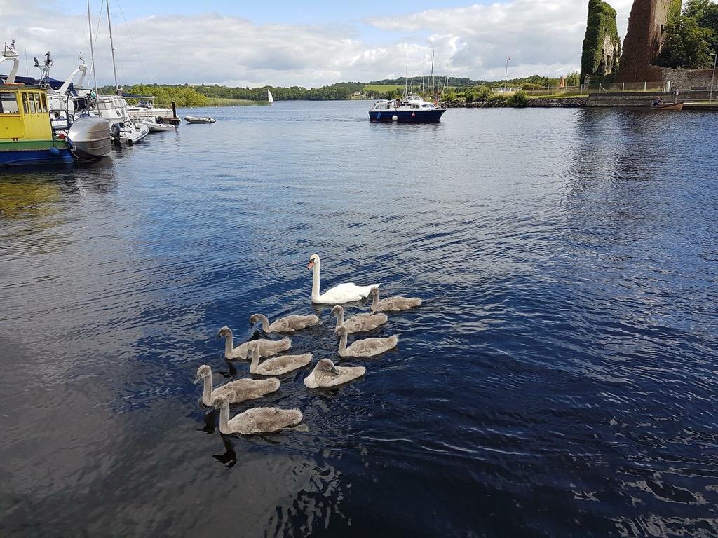 The Waterside Cottages Nenagh Eksteriør bilde